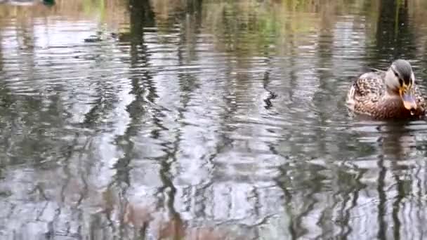 Vilda Ankor Sjön Slow Motion Video — Stockvideo