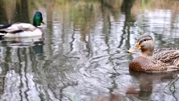 Patos Selvagens Lago Slow Motion Vídeo — Vídeo de Stock