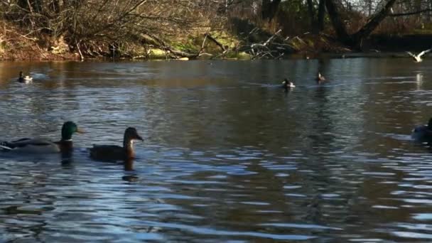 Patos Selvagens Lago Slow Motion Vídeo — Vídeo de Stock