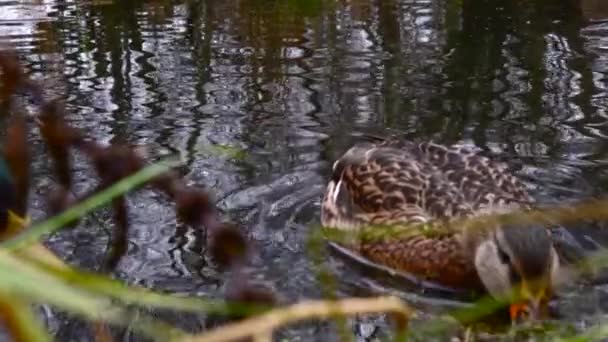 Wild Ducks Lake Slow Motion Video — Stock Video