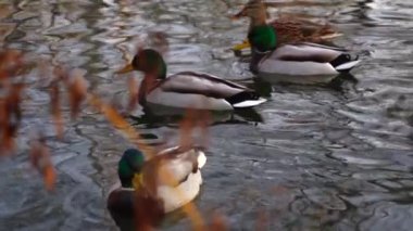 Göldeki vahşi ördekler. Yavaş çekim videosu.