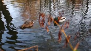 Göldeki vahşi ördekler. Yavaş çekim videosu.