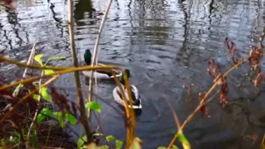 Göldeki vahşi ördekler. Yavaş çekim videosu.