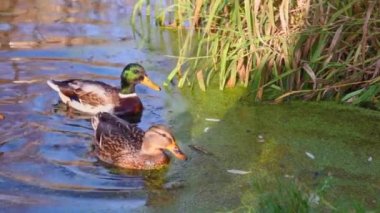 Göldeki vahşi ördekler. Yavaş çekim videosu.