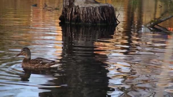 Wildenten Auf Dem See Zeitlupenvideo — Stockvideo