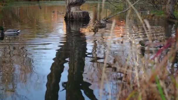 Wild Ducks Lake Slow Motion Video — Stock Video