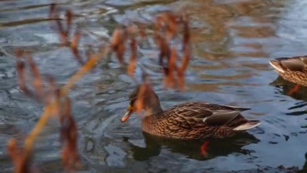 Anatre Selvatiche Sul Lago Slow Motion Video — Video Stock