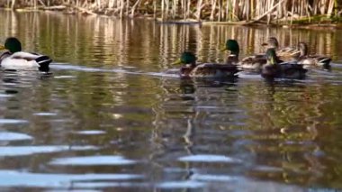 Göldeki vahşi ördekler. Yavaş çekim videosu.