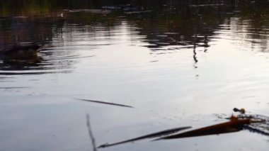 Göldeki vahşi ördekler. Yavaş çekim videosu.