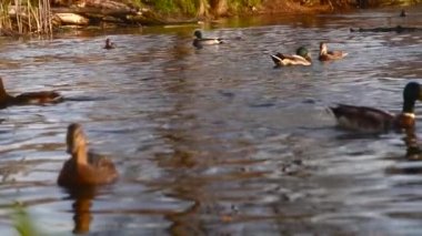 Göldeki vahşi ördekler. Yavaş çekim videosu.