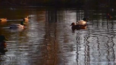 Göldeki vahşi ördekler. Yavaş çekim videosu.