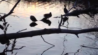 Göldeki vahşi ördekler. Yavaş çekim videosu.