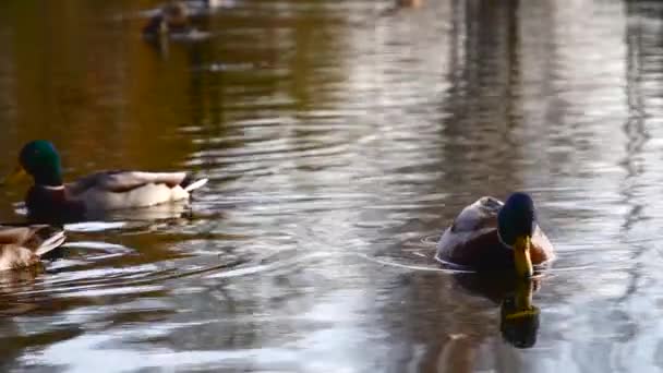 Wildenten Auf Dem See Zeitlupenvideo — Stockvideo