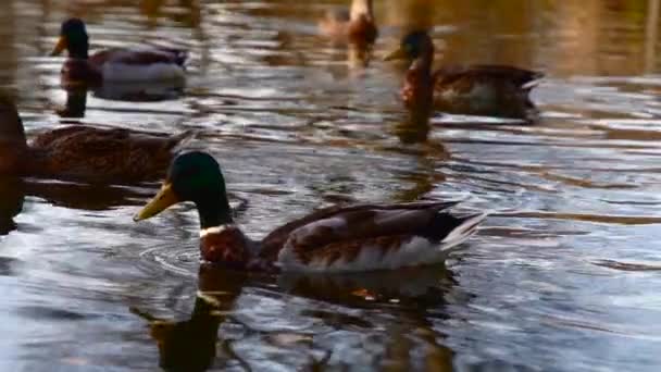 Patos Salvajes Lago Cámara Lenta Vídeo — Vídeos de Stock