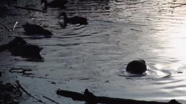 湖の上の野生のアヒル スローモーションビデオ — ストック動画