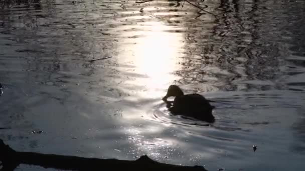 Patos Selvagens Lago Slow Motion Vídeo — Vídeo de Stock