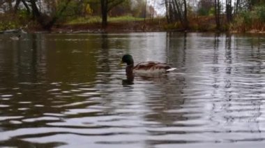 Göldeki vahşi ördekler. Vahşi doğa. Yavaş çekim videosu