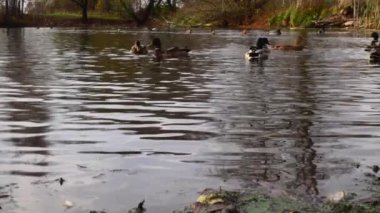 Göldeki vahşi ördekler. Vahşi doğa. Yavaş çekim videosu