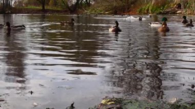 Göldeki vahşi ördekler. Vahşi doğa. Yavaş çekim videosu