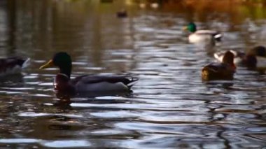 Göldeki vahşi ördekler. Vahşi doğa. Yavaş çekim videosu