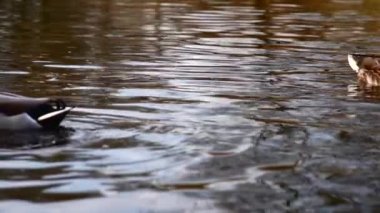 Göldeki vahşi ördekler. Vahşi doğa. Yavaş çekim videosu