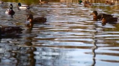 Göldeki vahşi ördekler. Vahşi doğa. Yavaş çekim videosu