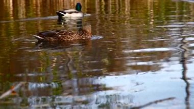 Göldeki vahşi ördekler. Vahşi doğa. Yavaş çekim videosu