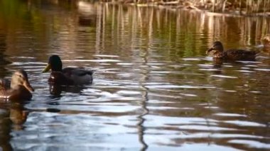 Göldeki vahşi ördekler. Vahşi doğa. Yavaş çekim videosu