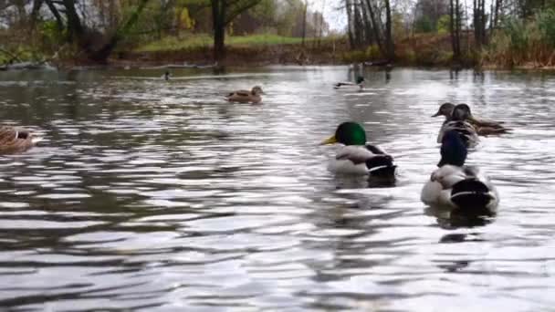 Patos Selvagens Lago Paisagem Selvagem Câmera Lenta Vídeo — Vídeo de Stock