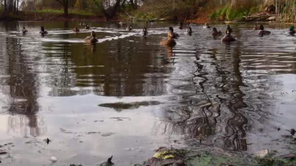 Patos Selvagens Lago Paisagem Selvagem Câmera Lenta Vídeo — Vídeo de Stock