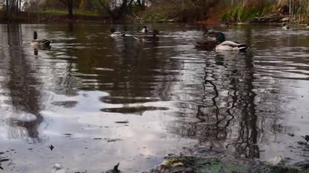 Wildenten Auf Dem See Wilde Landschaft Zeitlupenvideo — Stockvideo