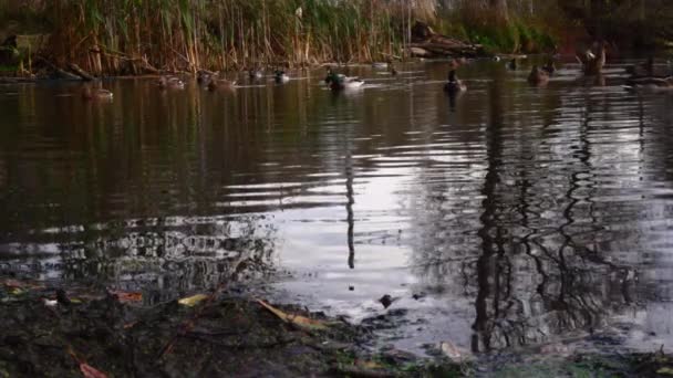 Wildenten Auf Dem See Wilde Landschaft Zeitlupenvideo — Stockvideo