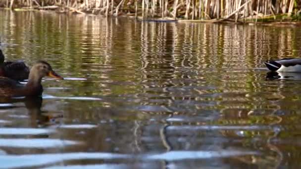 Patos Salvajes Lago Paisaje Salvaje Vídeo Cámara Lenta — Vídeo de stock