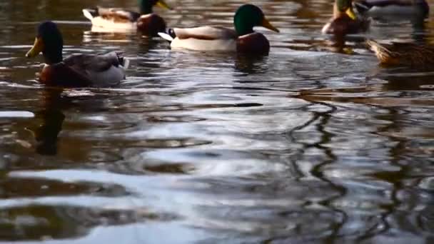 Wild Ducks Lake Wild Landscape Slow Motion Video — Stock Video
