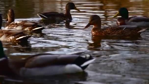 Anatre Selvatiche Sul Lago Paesaggio Selvaggio Video Rallentatore — Video Stock