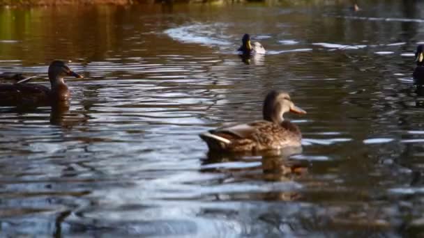 Wildenten Auf Dem See Wilde Landschaft Zeitlupenvideo — Stockvideo