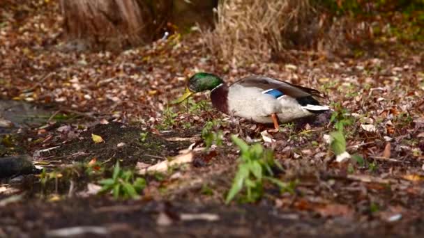 Wildenten Auf Dem See Wilde Landschaft Zeitlupenvideo — Stockvideo