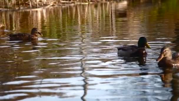 Anatre Selvatiche Sul Lago Paesaggio Selvaggio Video Rallentatore — Video Stock