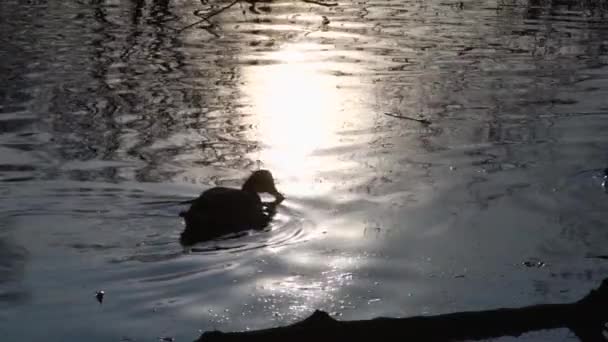 Vilda Ankor Sjön Vilda Landskap Slow Motion Video — Stockvideo