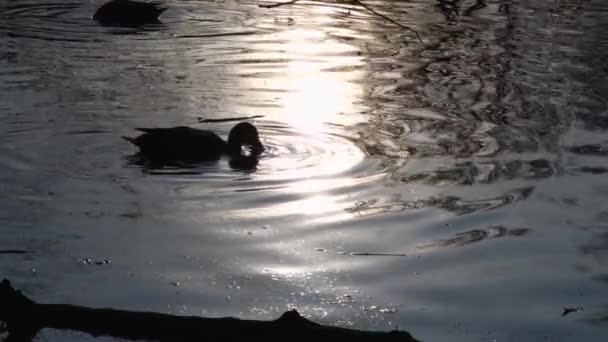 Bebek Liar Danau Lanskap Liar Video Gerak Lambat — Stok Video