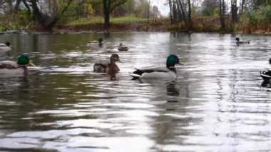 Göldeki vahşi ördekler. Vahşi doğa. 