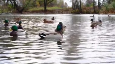 Göldeki vahşi ördekler. Vahşi doğa. 