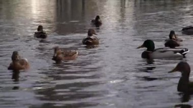 Göldeki vahşi ördekler. Vahşi doğa. 