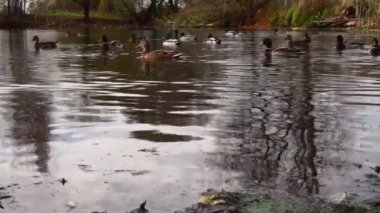 Göldeki vahşi ördekler. Vahşi doğa. 