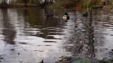 Göldeki vahşi ördekler. Vahşi doğa. 