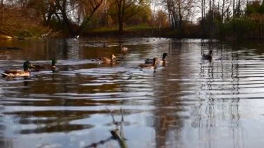 Göldeki vahşi ördekler. Vahşi doğa. 