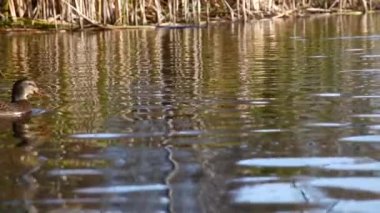 Göldeki vahşi ördekler. Vahşi doğa. 