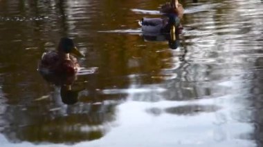 Göldeki vahşi ördekler. Vahşi doğa. . 