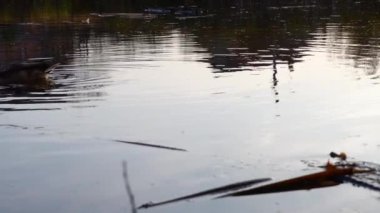 Göldeki vahşi ördekler. Vahşi doğa. . 