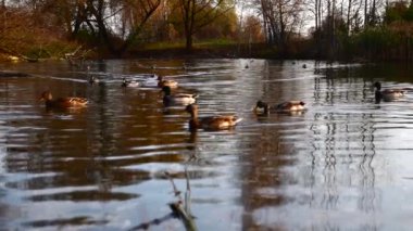 Göldeki vahşi ördekler. Vahşi doğa. 